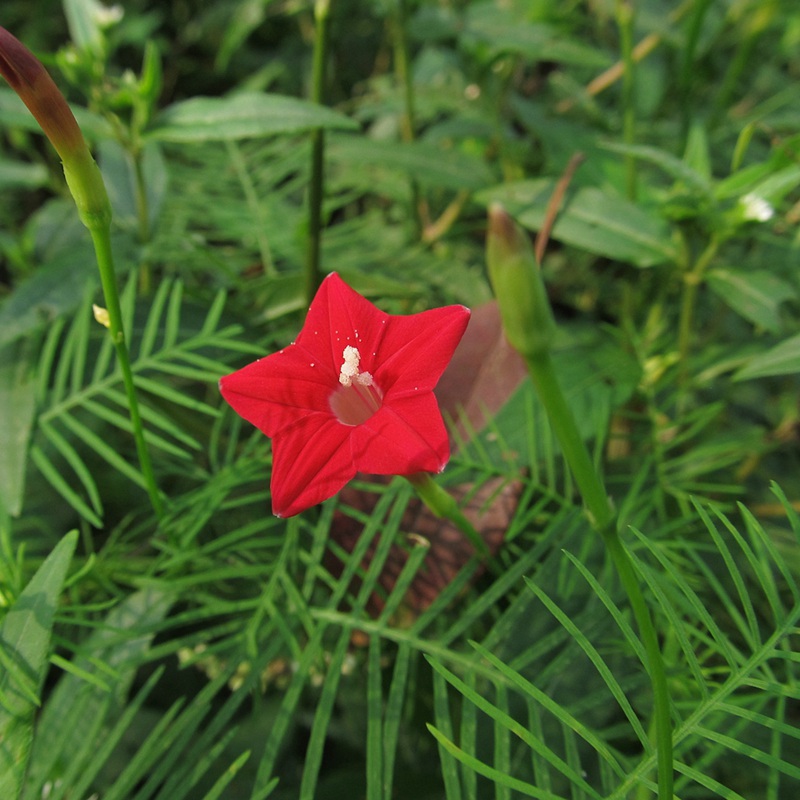羽叶茑萝