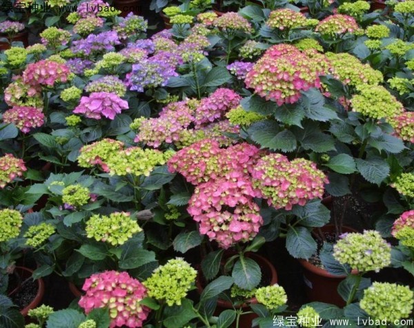 五色梅开花的时期 五色梅的管理方法 花海建设 江苏长景园林