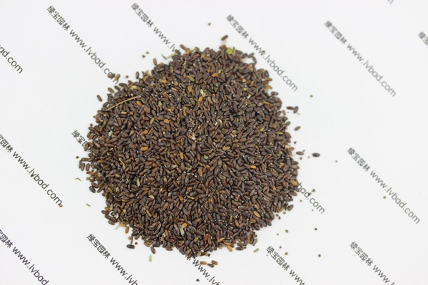 薰衣草种子价格薰衣草种植的注意事项
