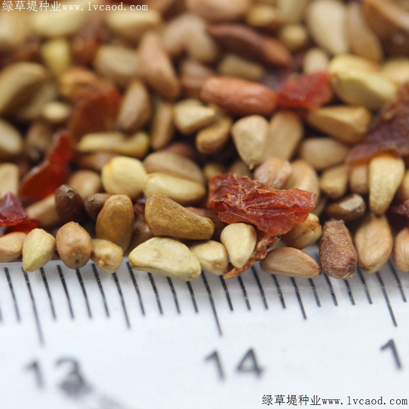 红刺玫