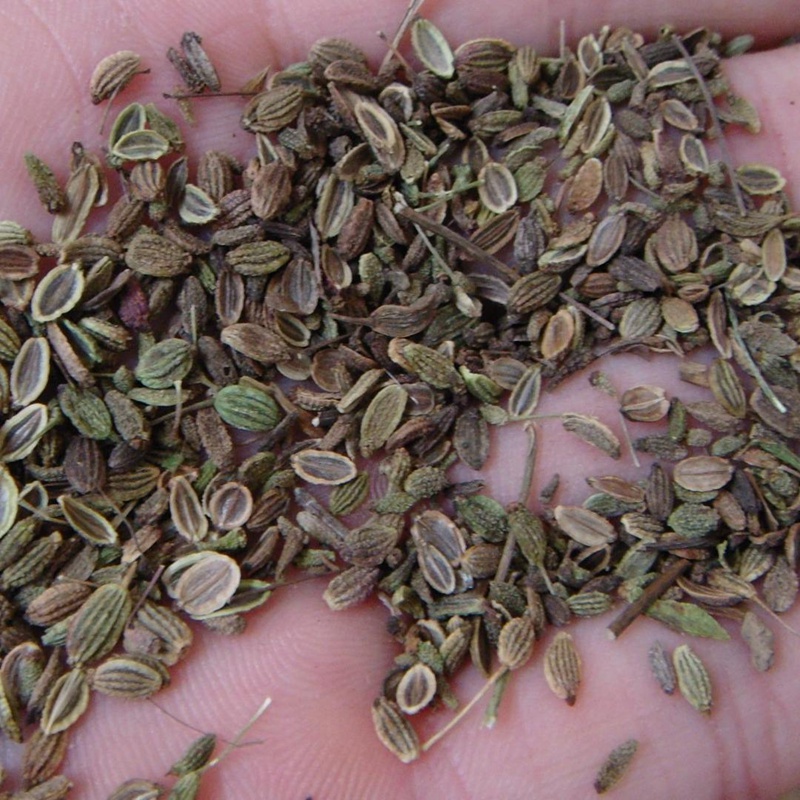 金银花