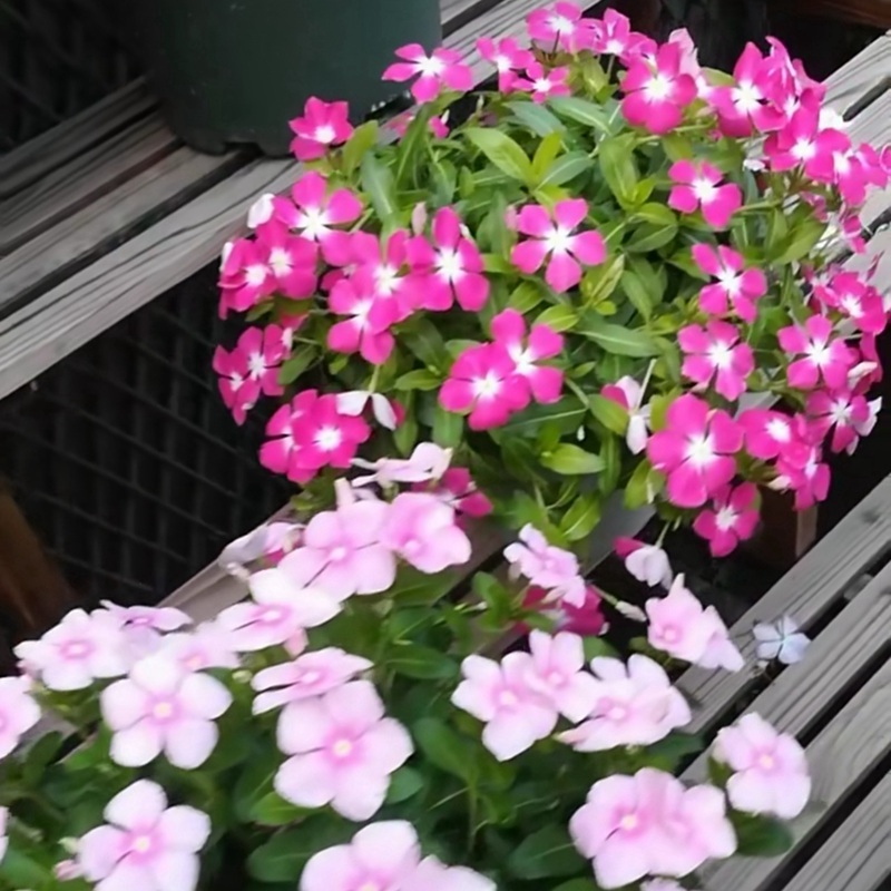 长春花经济价值高吗 长春花花期有多久 花事百科 江苏长景园林