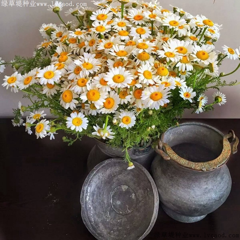 进口小雏菊