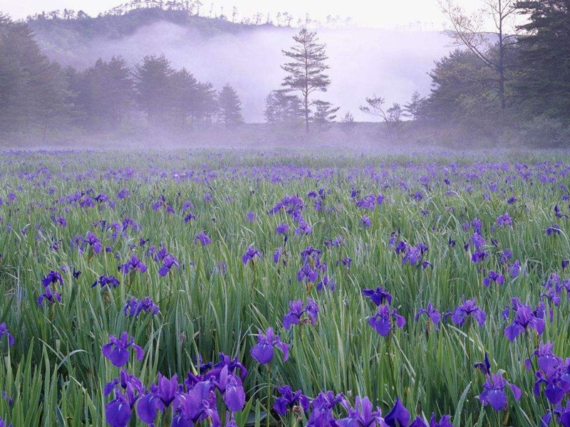 蓝花鸢尾
