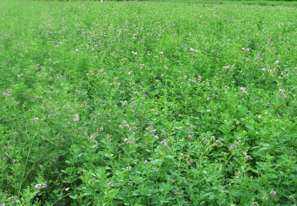 为什么墨西哥玉米草 皇竹草 紫花苜蓿等牧草常被大家用来养羊呢 长景园林网