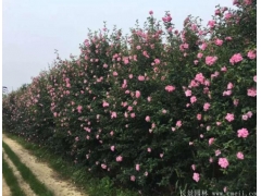 木槿树苗、木槿花多少钱