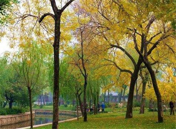 黄连木种植时间几月份好 黄连木种植方式和技术要点