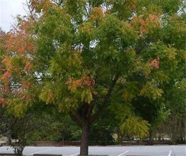 黄连木种植时间几月份好 黄连木种植方式和技术要点
