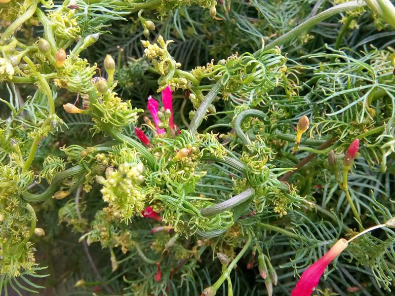 羽叶鸢萝