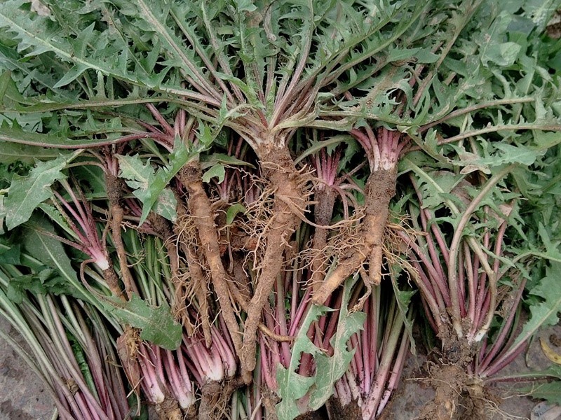 蒲公英种子播种多久发芽如何管理养护