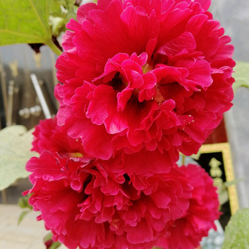蜀葵 蜀葵