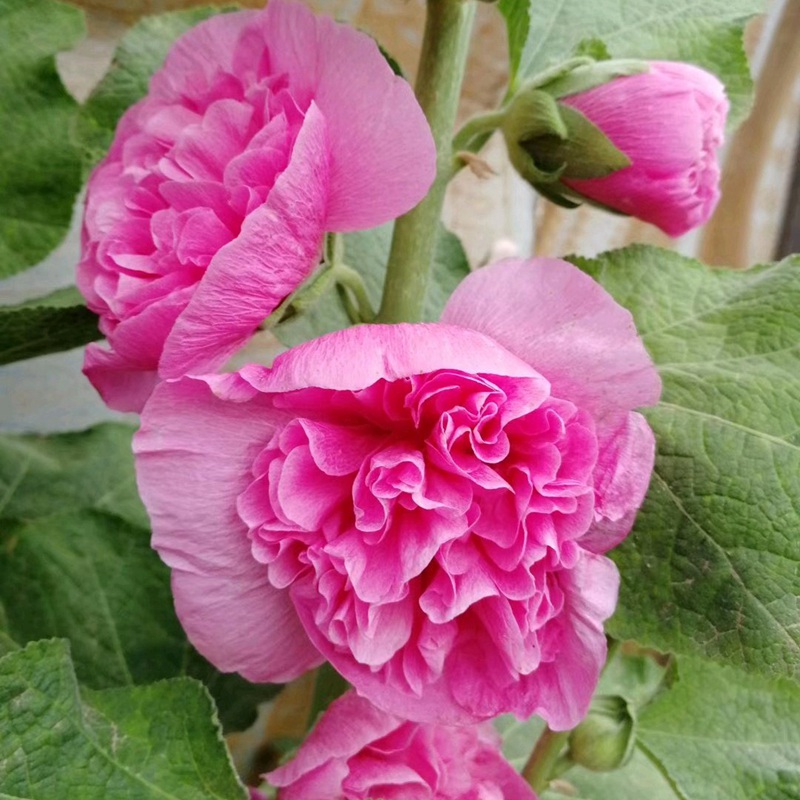 蜀葵 蜀葵