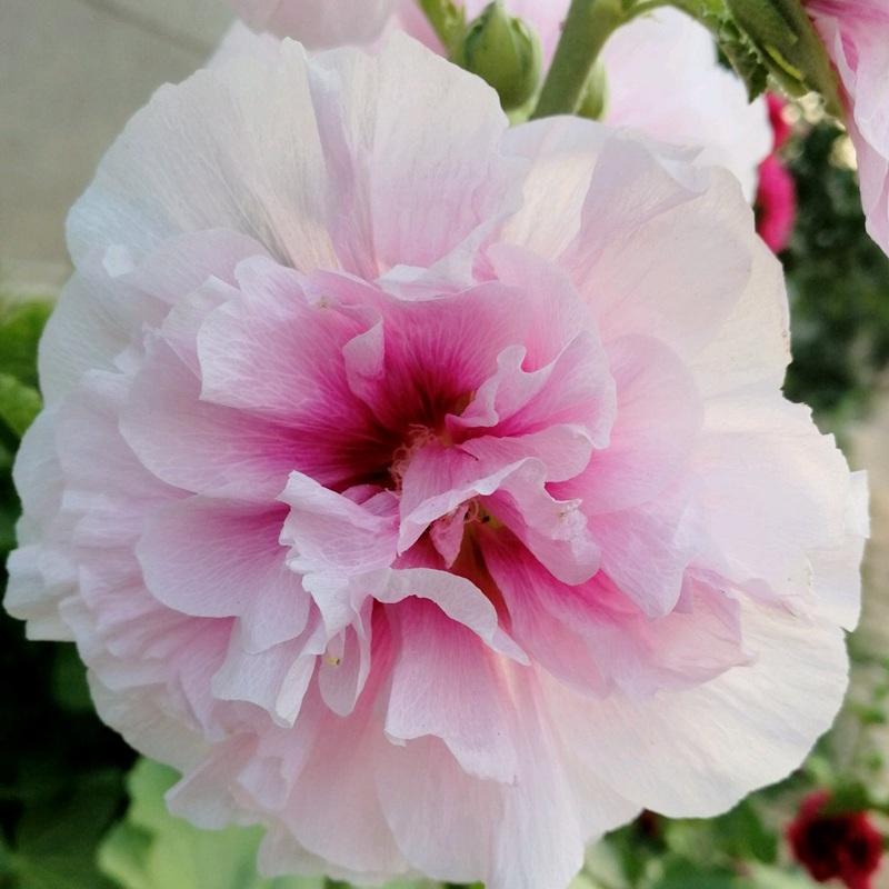 蜀葵 蜀葵