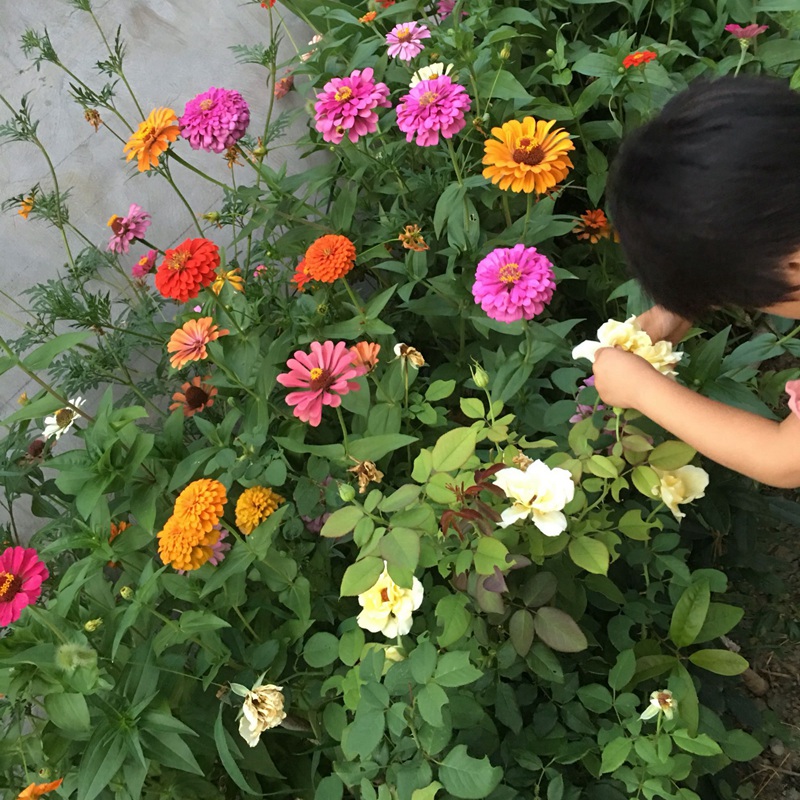 百日草花期是什么时候后期如何管理养护 江苏长景种业有限公司