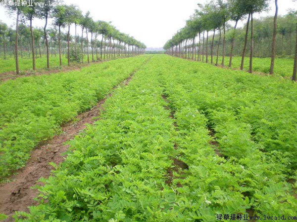 紫穗槐种植方法以及栽培要点