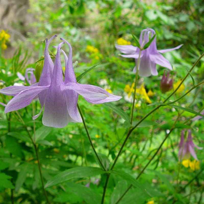 小花耧斗菜