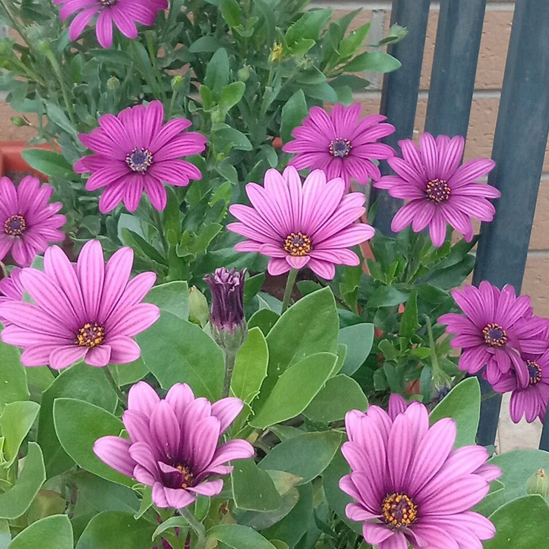 南非万寿菊