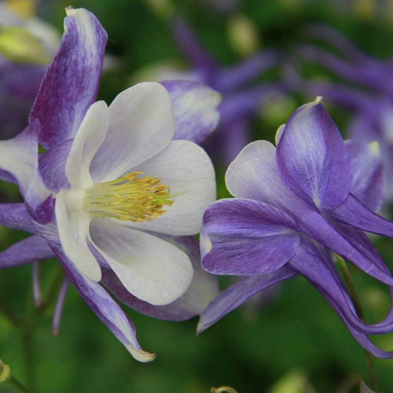 小花耧斗菜