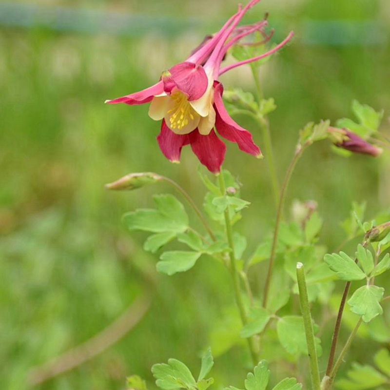 小花耧斗菜