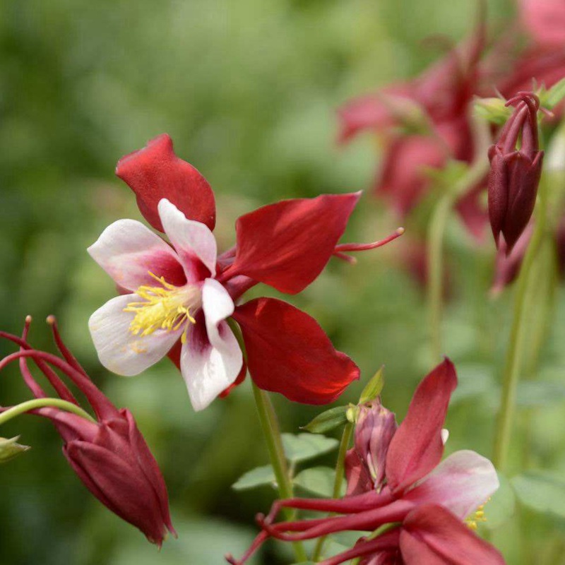 小花耧斗菜