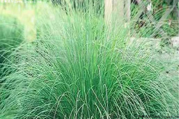 弯叶画眉草