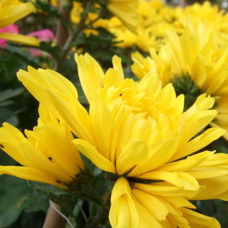 黄菊花