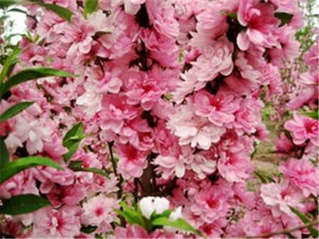 菊花碧桃图 菊花碧桃图
