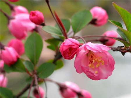 红花碧桃图 红花碧桃图