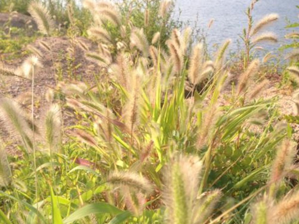 杂交狼尾草和皇竹草对比 杂交狼尾草和皇竹草对比