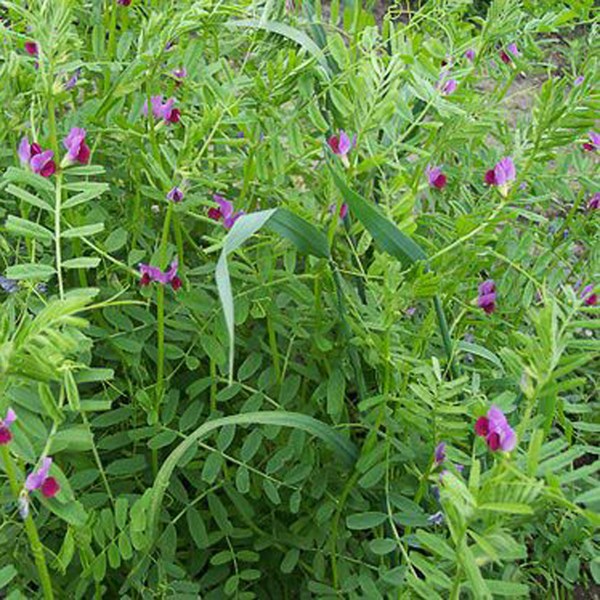 [光叶紫花苕]光叶紫花苕种子价格_种植方法