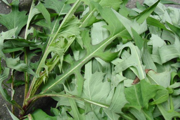 苦荬菜 苦荬菜