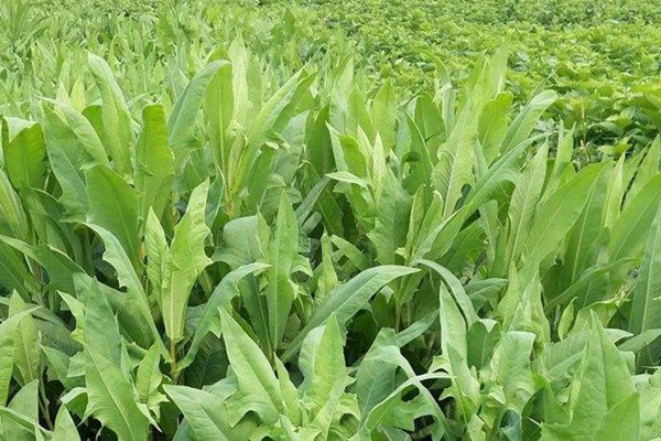 苦荬菜 苦荬菜