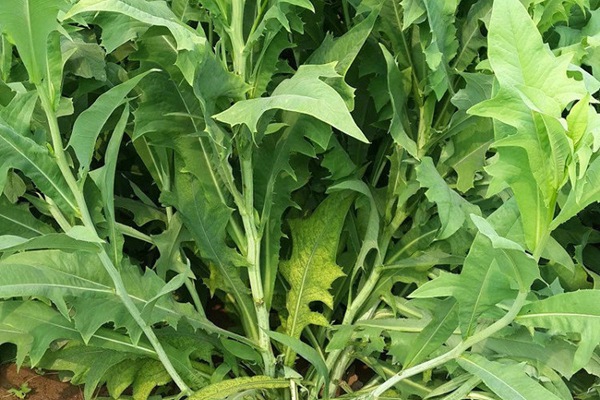 苦荬菜 苦荬菜