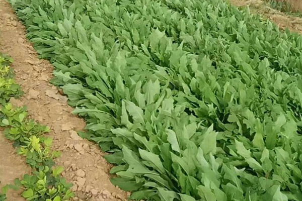苦荬菜 苦荬菜