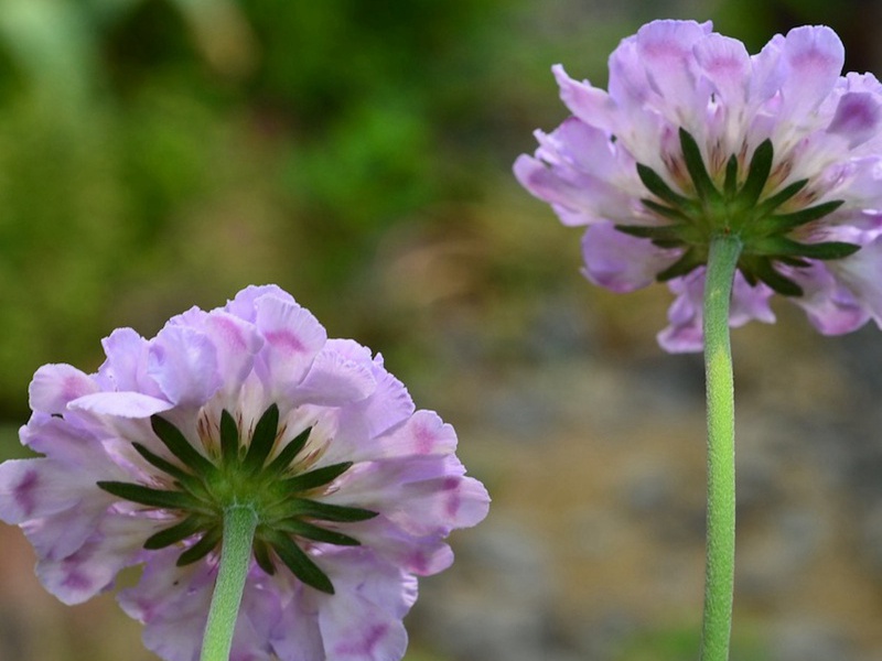 轮峰菊