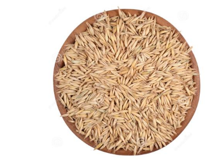 [燕麦]燕麦种子价格_种植方法