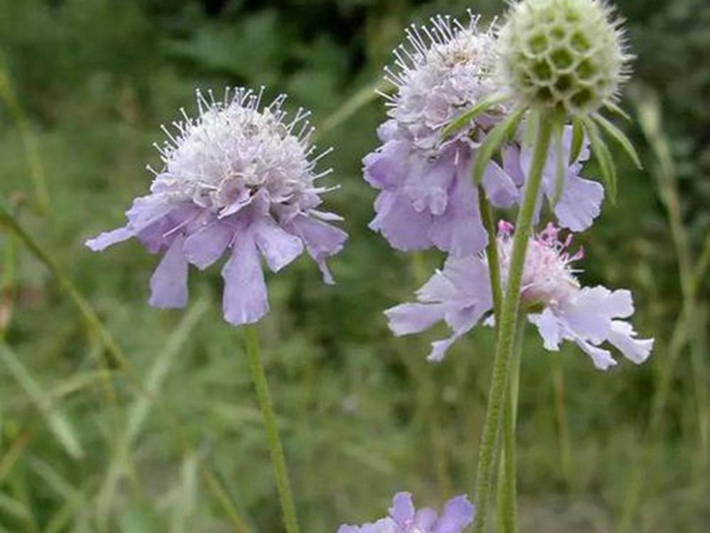 轮峰菊