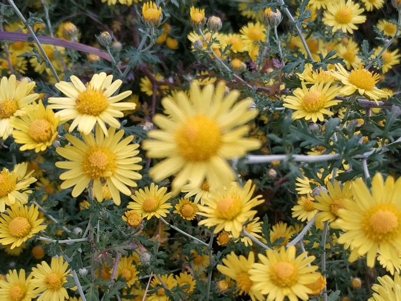 野菊花