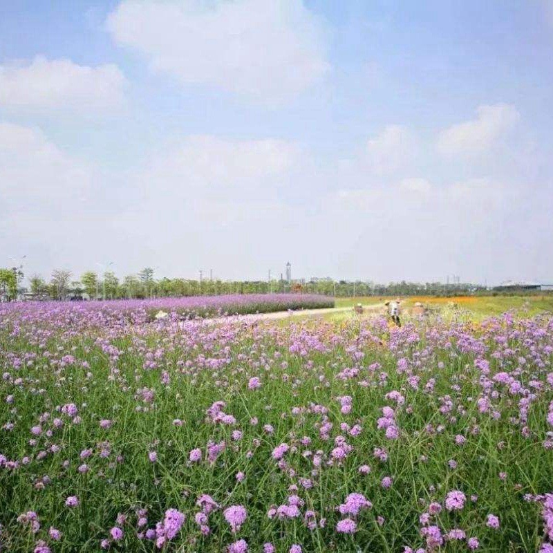 柳叶马鞭草 柳叶马鞭草