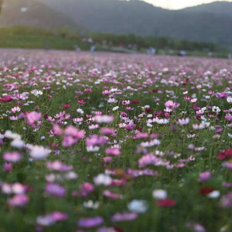 柳叶马鞭草