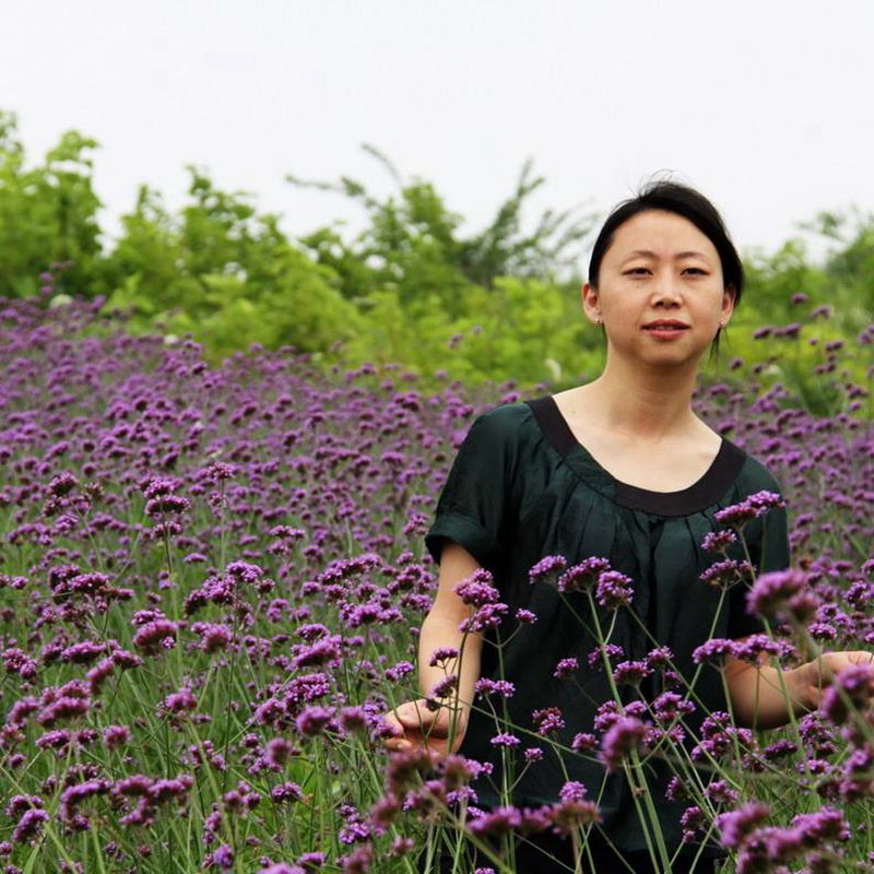 柳叶马鞭草