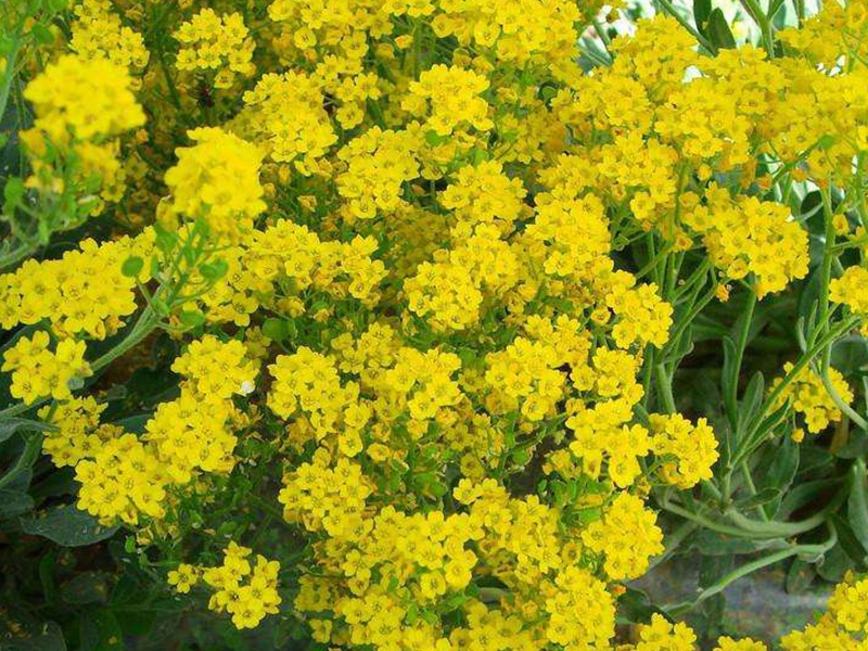岩生庭芥