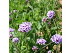柳叶马鞭草是多年生花卉吗  花期是什么时候