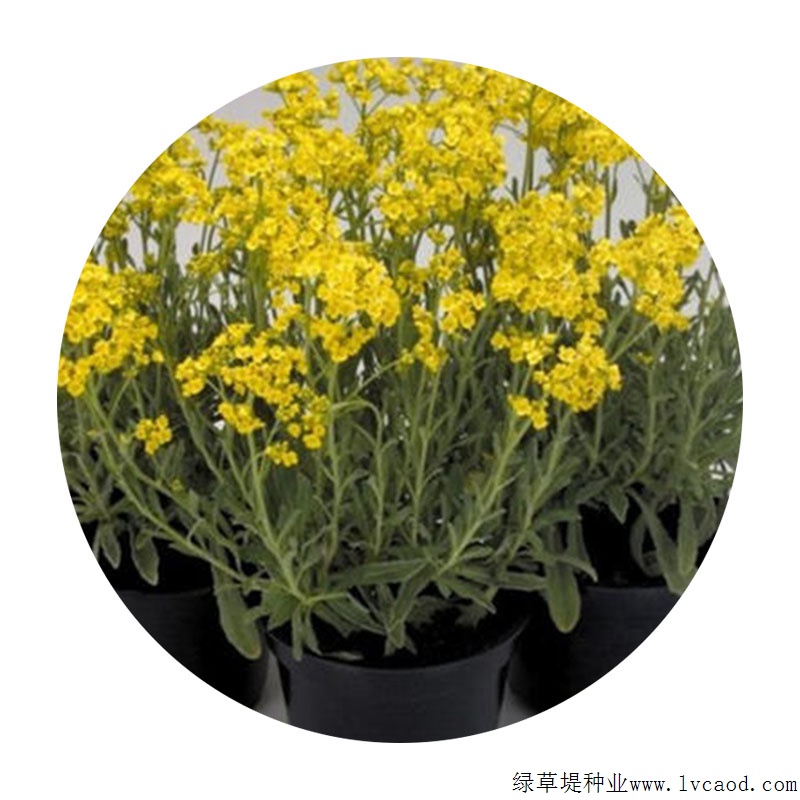岩生庭芥