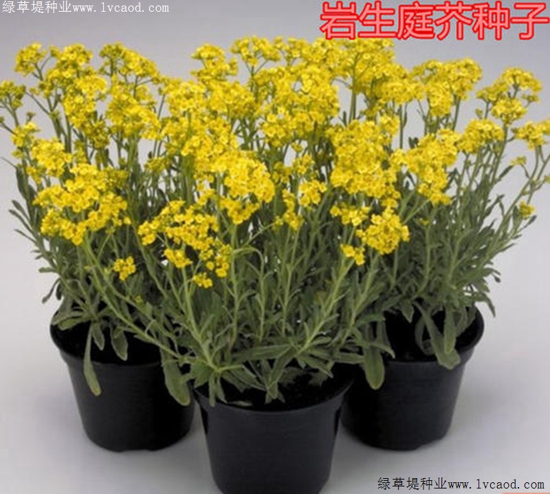 岩生庭芥