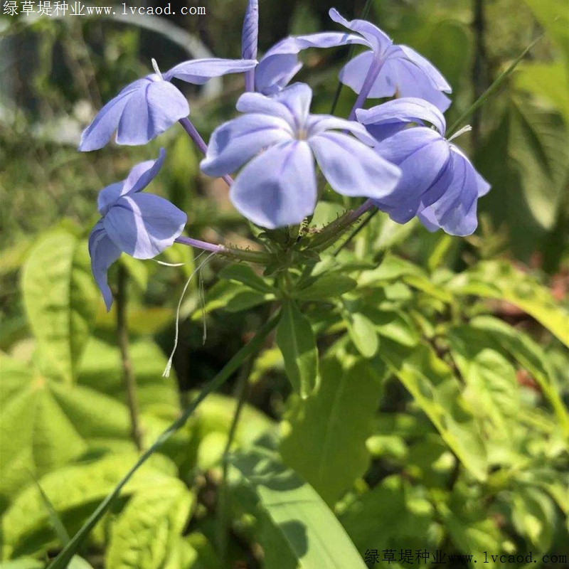 蓝花亚麻