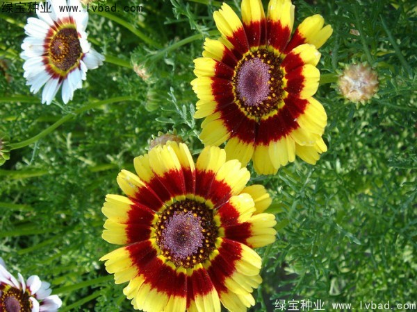 花环菊种子