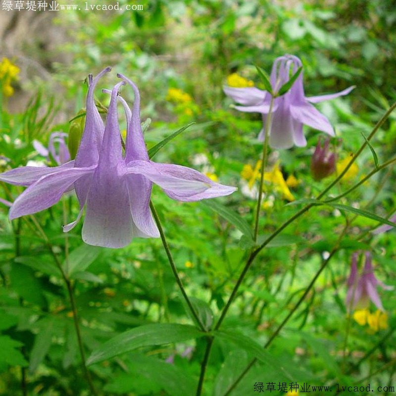 小花耧斗菜