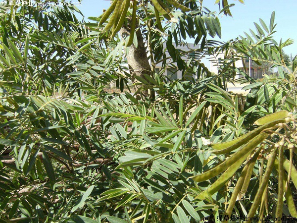山毛豆种子