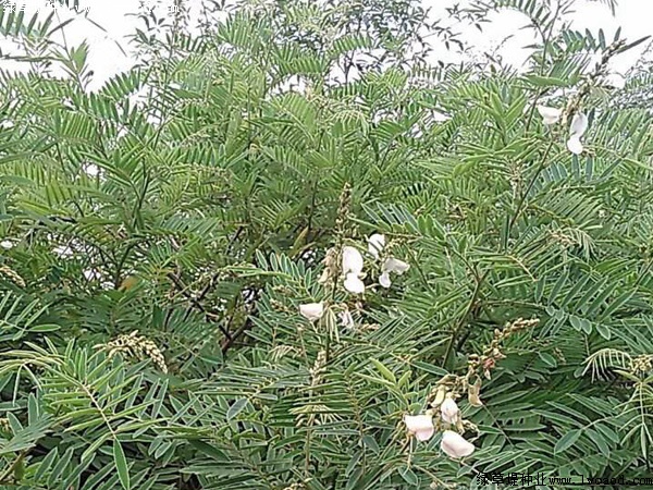 山毛豆种子